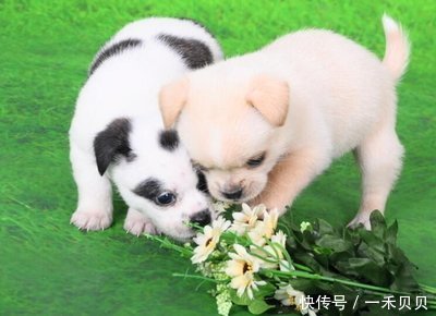 喷什么防止狗狗乱尿,怎么缓解狗狗尿闭