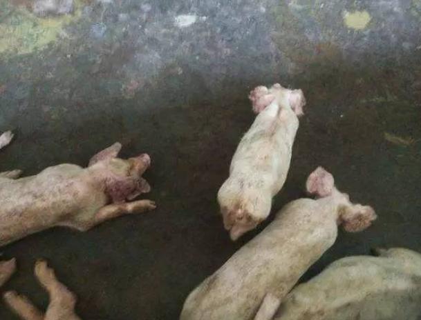 猪呕吐打什么针？猪呕吐是什么原因？这四种情况要重视起来