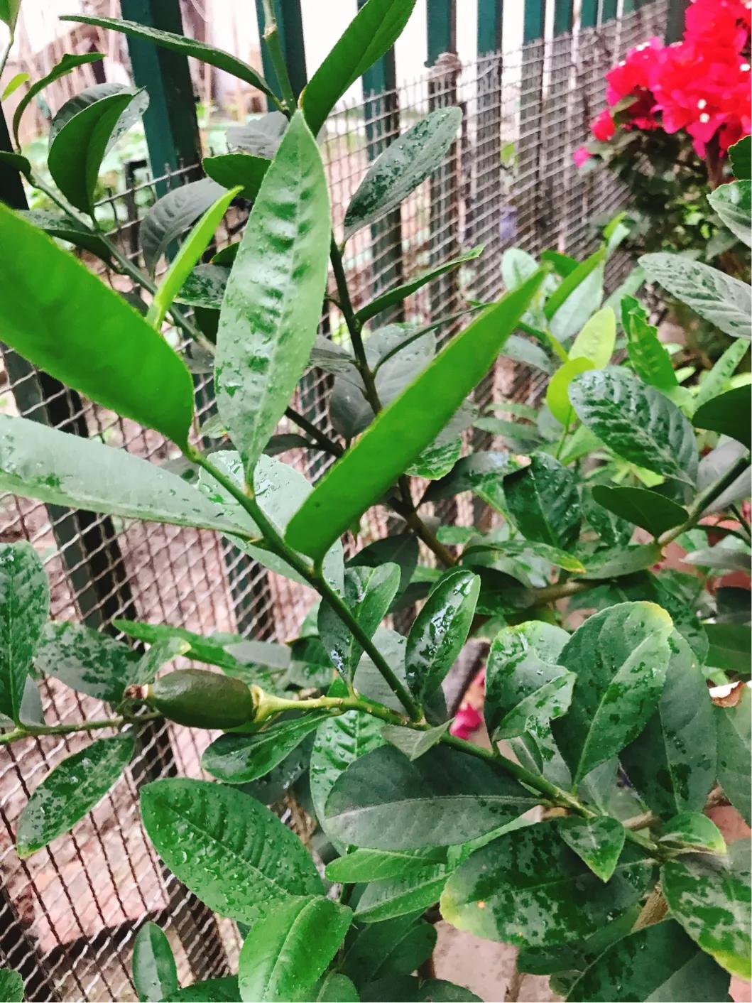 柠檬日记纪录片,柠檬日记的视频