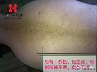 围产母猪气血两亏证候和解决