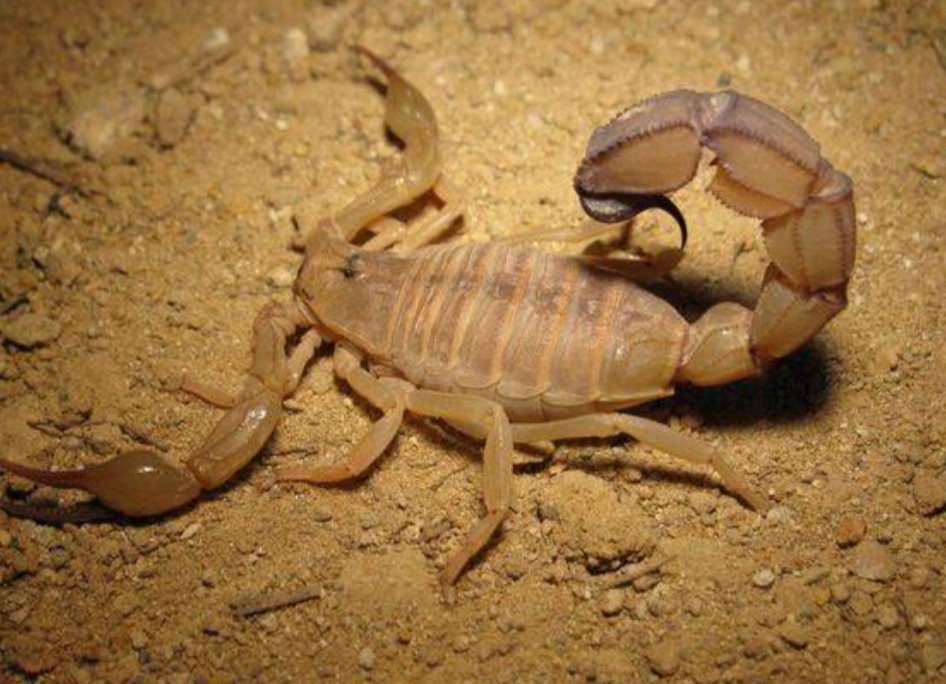 蝎子王的可怕之处,蝎子王都有哪些