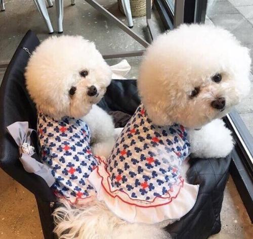 比熊泪痕重什么原因,比熊有泪痕的原因