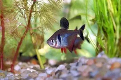 灯鱼草缸造景教程,草缸造景养什么鱼