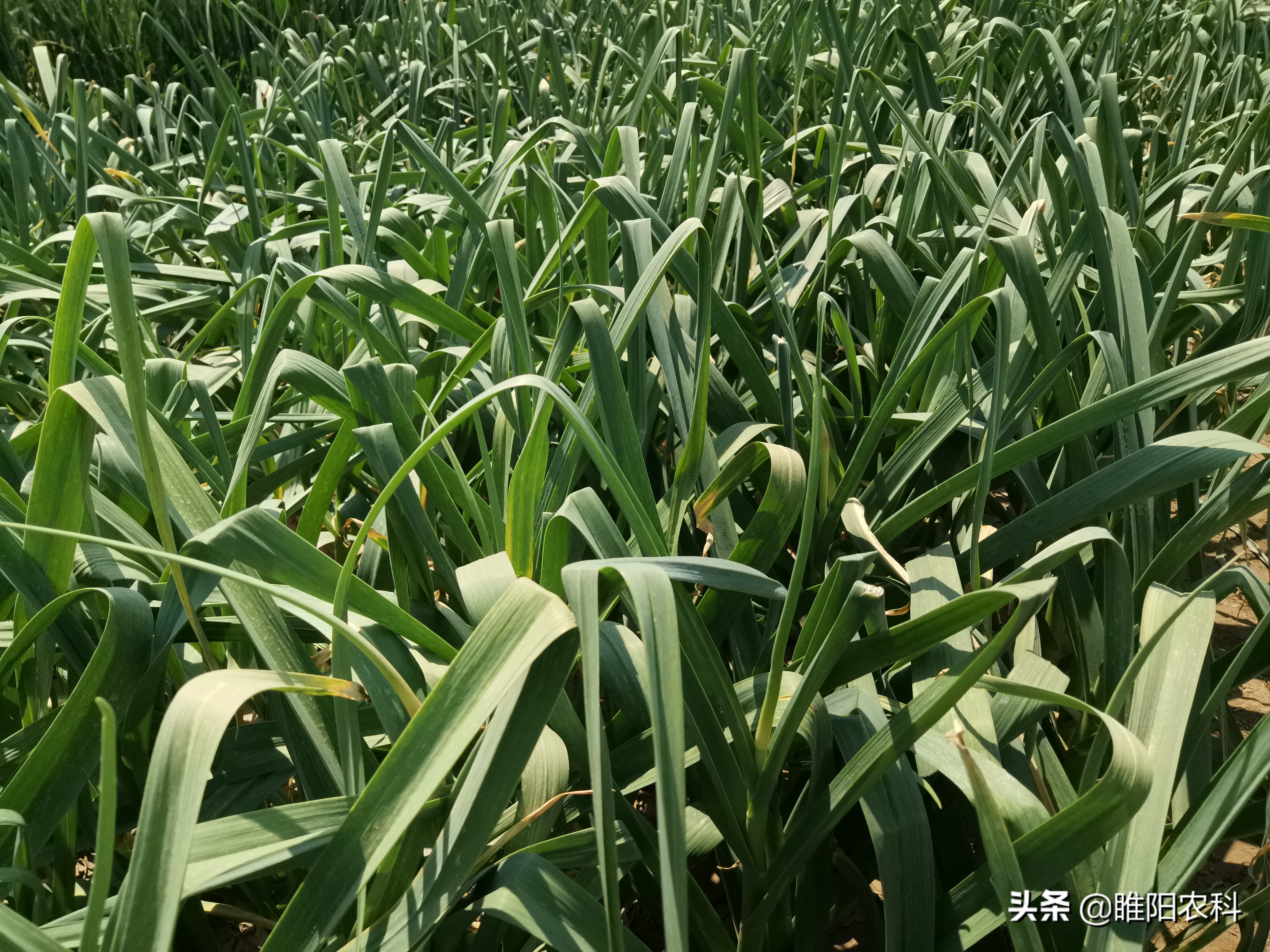 蒜头膨大怎么快速增产,大蒜专用膨大增产剂