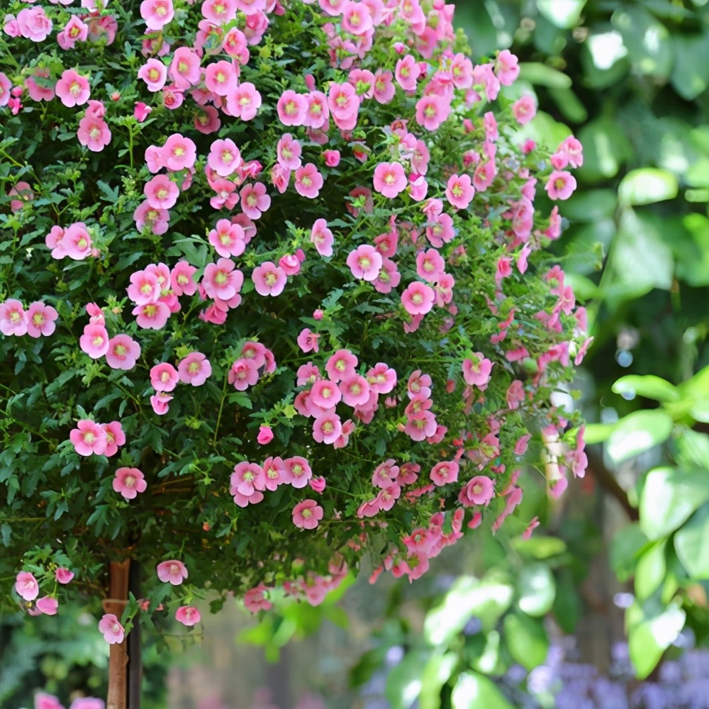 适合露台的棒棒糖开花植物,长得像棒棒糖的植物