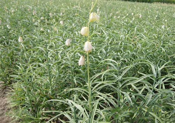 川贝母与土贝母的区别图片,川贝母和土贝母有什么区别