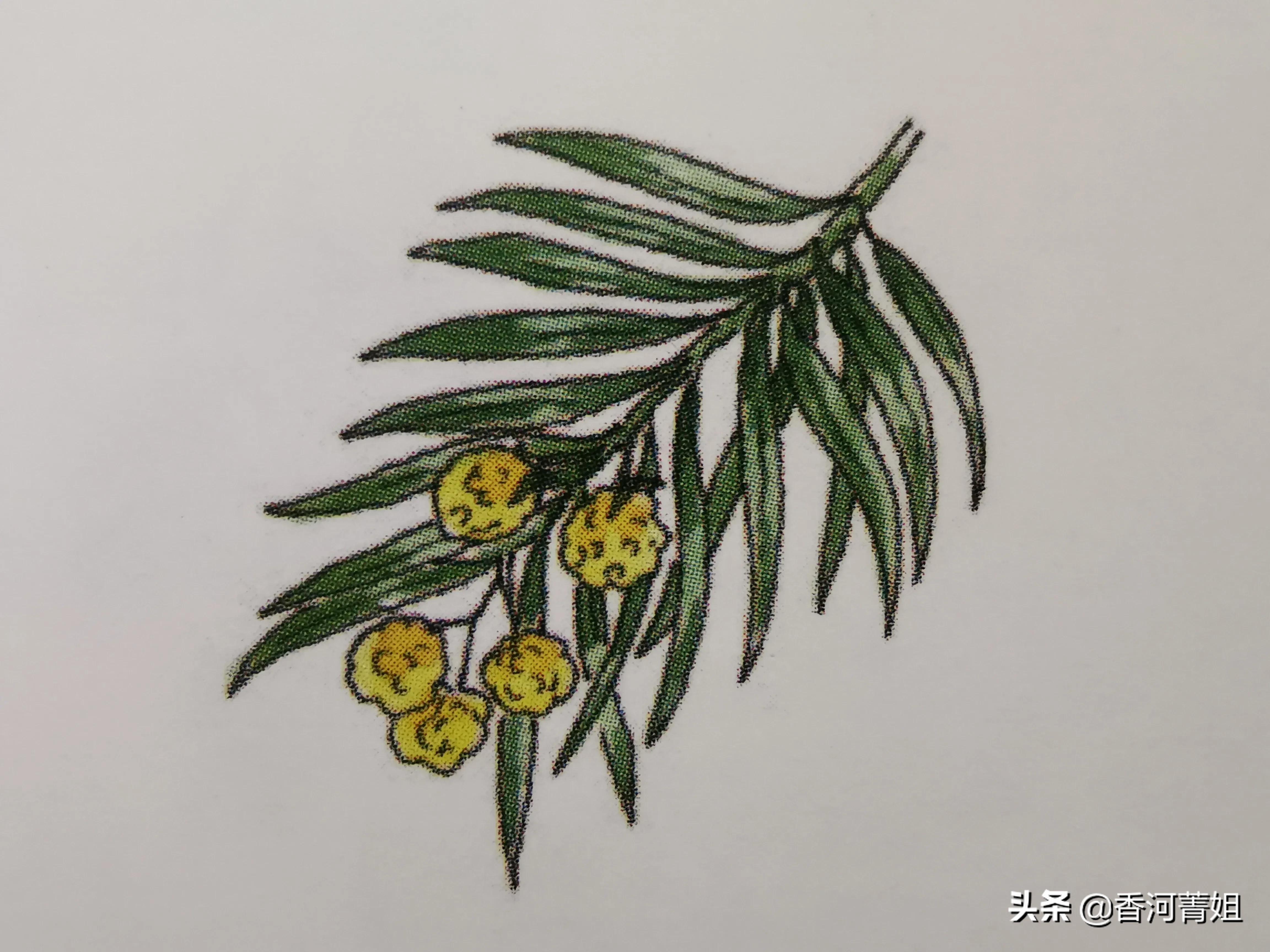 北美黑胡桃软木,北美软木专卖店