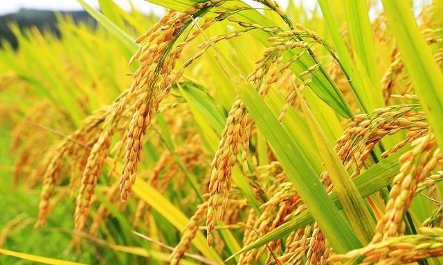 农业种植模式推荐,农业生态种养新模式助力乡村振兴