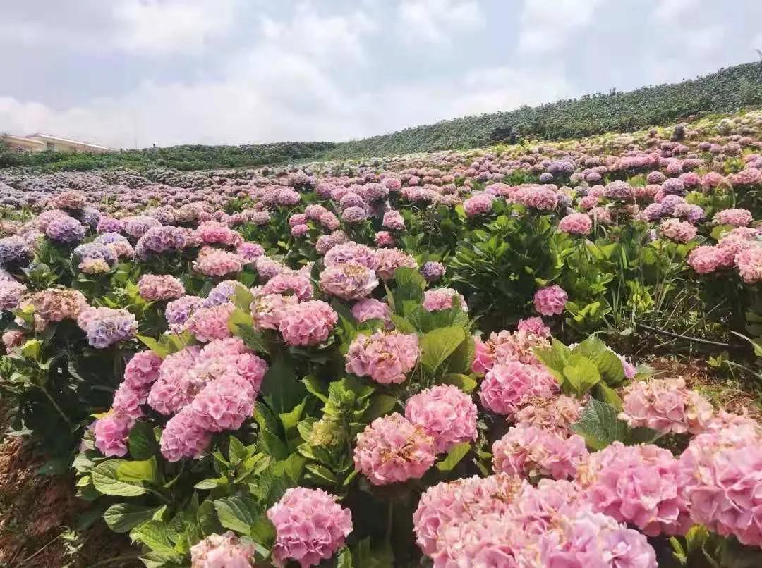 昆明春天赏花航拍,昆明添一赏花打卡点