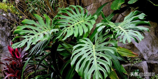 夏天不宜养的10种花,适合夏天养的4种花卉简单又漂亮