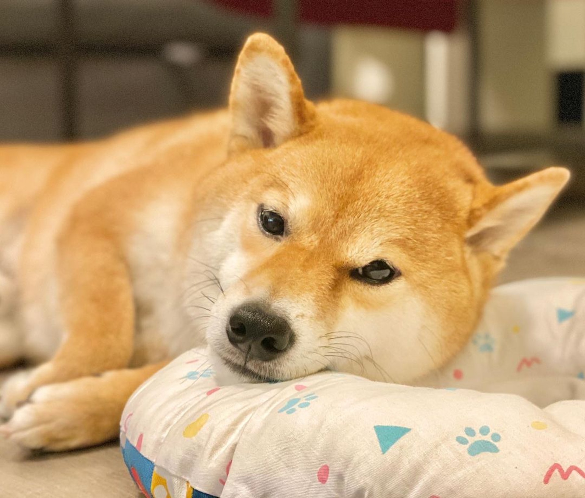 胆小柴犬遇神秘东西秒被吓跑　吓到脸歪、弹起反应笑翻网民