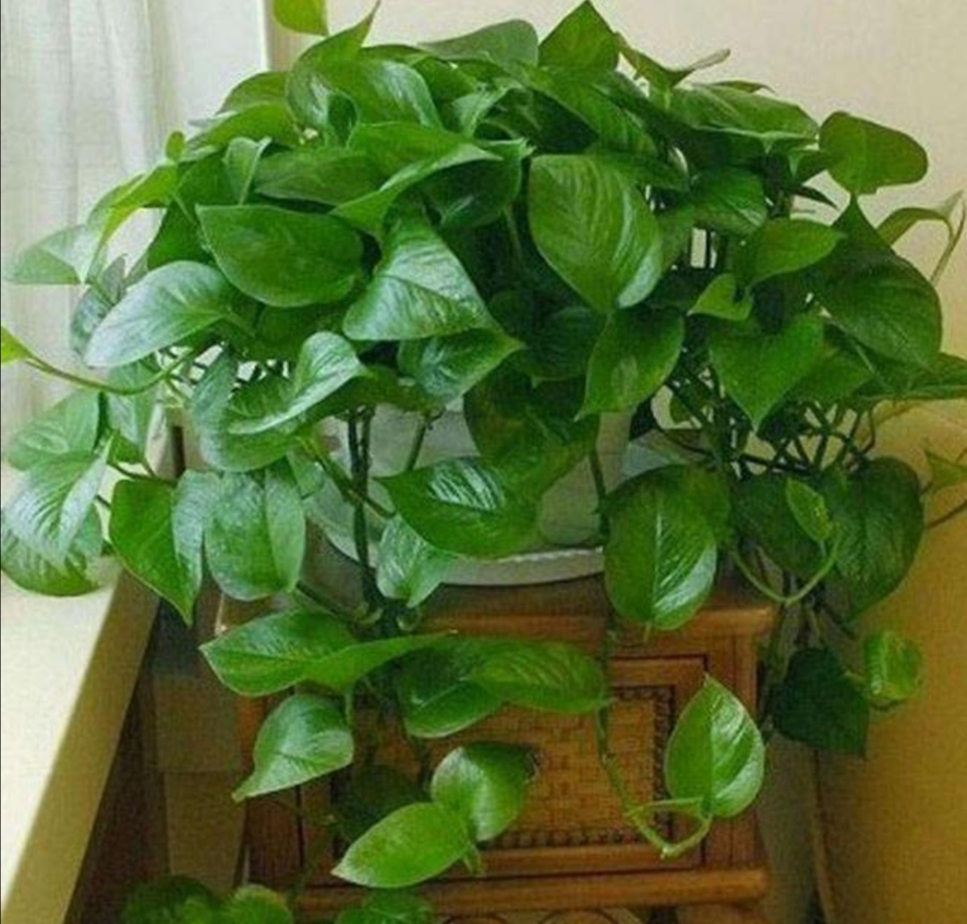 种植的绿萝喜水吗多久浇一次,绿萝喜阴还是喜阳几天浇一次水