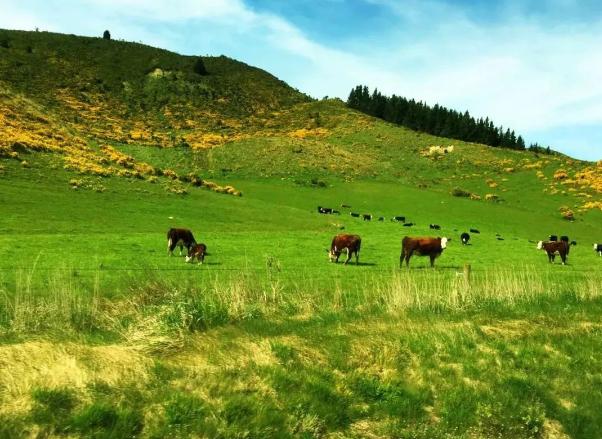 婊℃弧骞茶揣鏁欏,濂剁矇鐨勫ザ婧愬伐鑹哄拰閰嶆柟鍝釜閲嶈