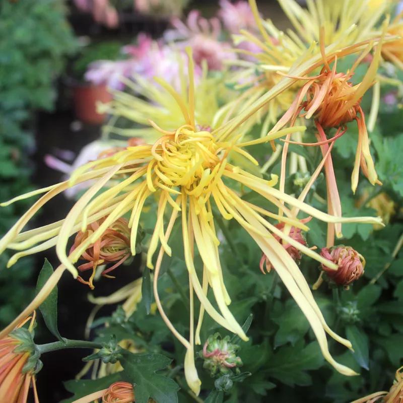 富贵吉祥的植物有哪些,最适合庭院种植的10种吉祥植物