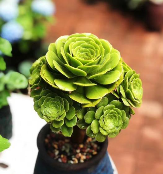 如何养殖多肉新手养多肉注意事项,新手养多肉最好方法40字