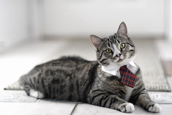 猫咪消毒最简单的方法,猫咪爪子受伤怎么消毒