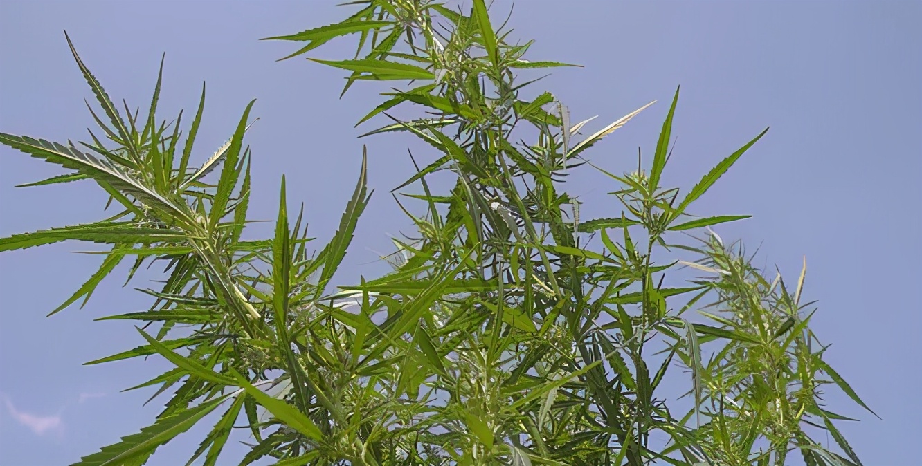 mds中药方子,中医治疗mds最好的医院是哪里