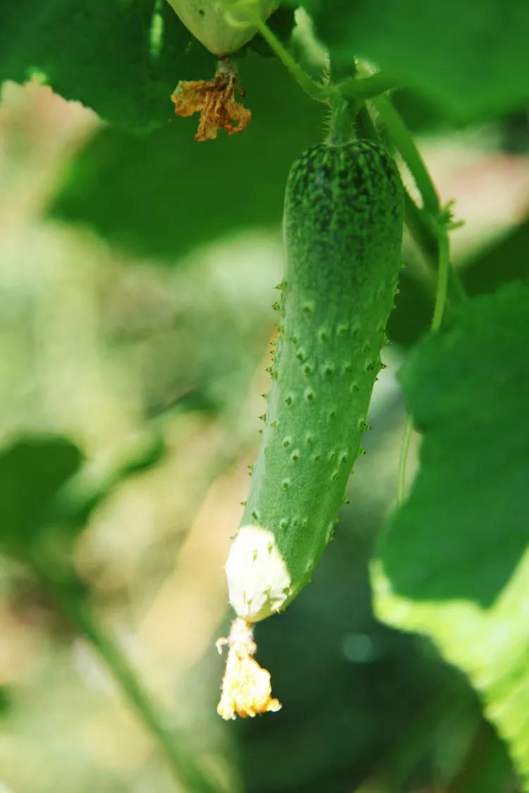 单反快速入门索尼,单反自动挡是哪个