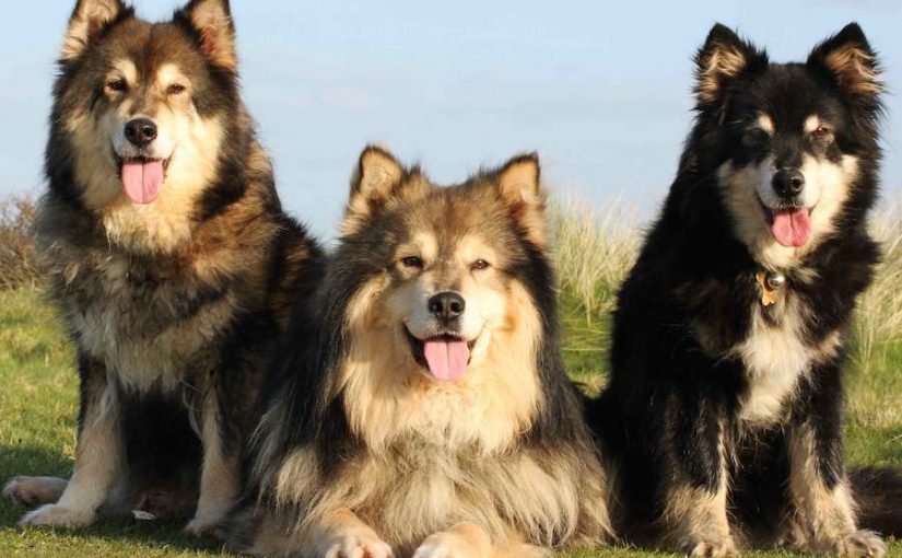 像哈士奇一样的小土狗是什么狗,比哈士奇还像狼的犬种