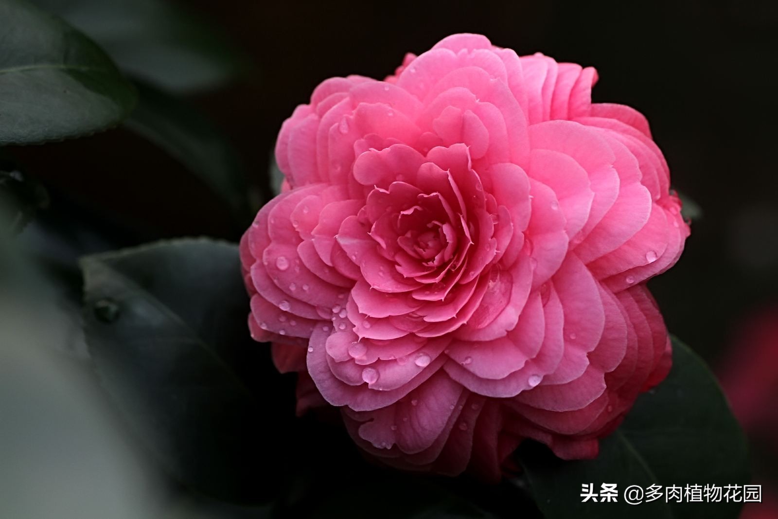 中国四大名花哪种最好,中国十大名花茶花香味排行榜