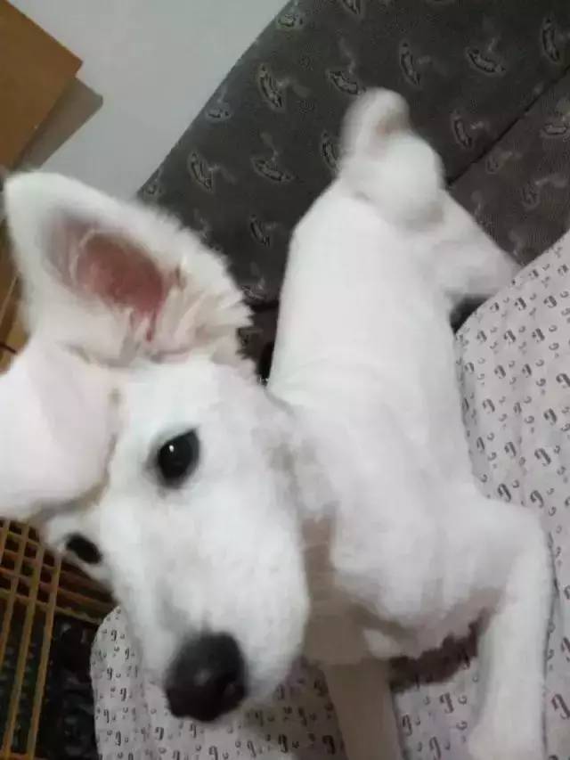 给萨摩耶犬剃毛,给萨摩耶剃毛怎么才能让它不动