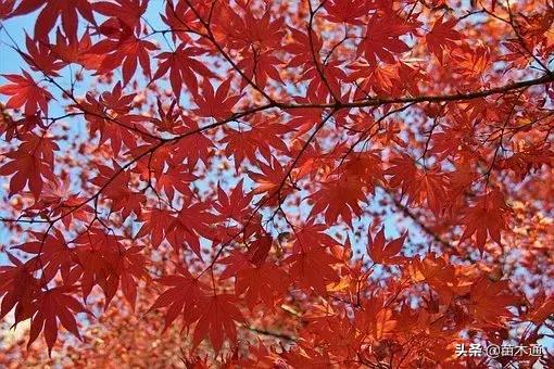 未来五年最值钱的树种,十大名贵树种多少钱