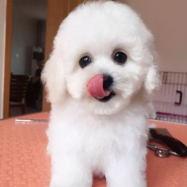 这6种狗高颜值性格好适合家里养,哪种狗性格比较温顺适合孩子养