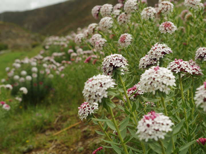 王小花的全部作品,王小花攻略