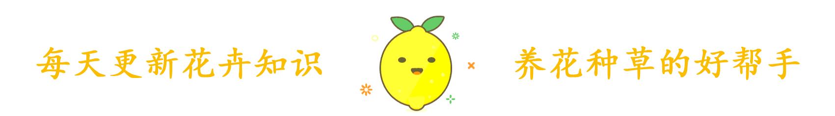 弟弟拿着“芒果核”玩，20天长出小绿苗，移到花盆能结果