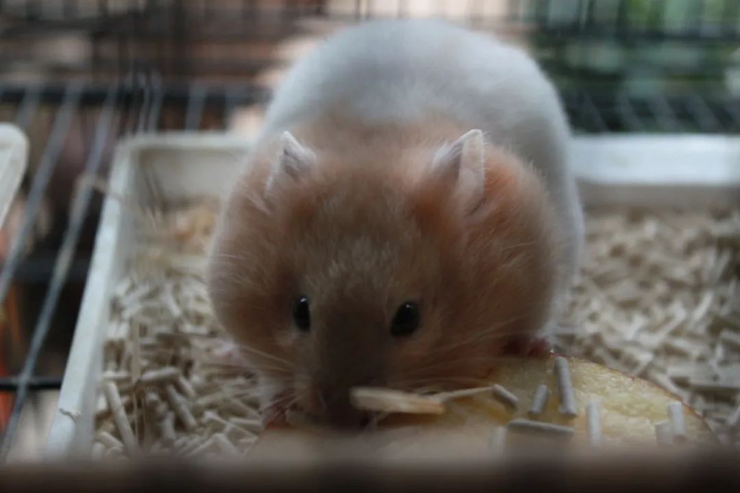 金丝熊连着打好几个喷嚏,金丝熊呛到和哈欠区别