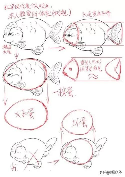 金鱼要怎样买才不会被坑,买金鱼的时候如何选才好