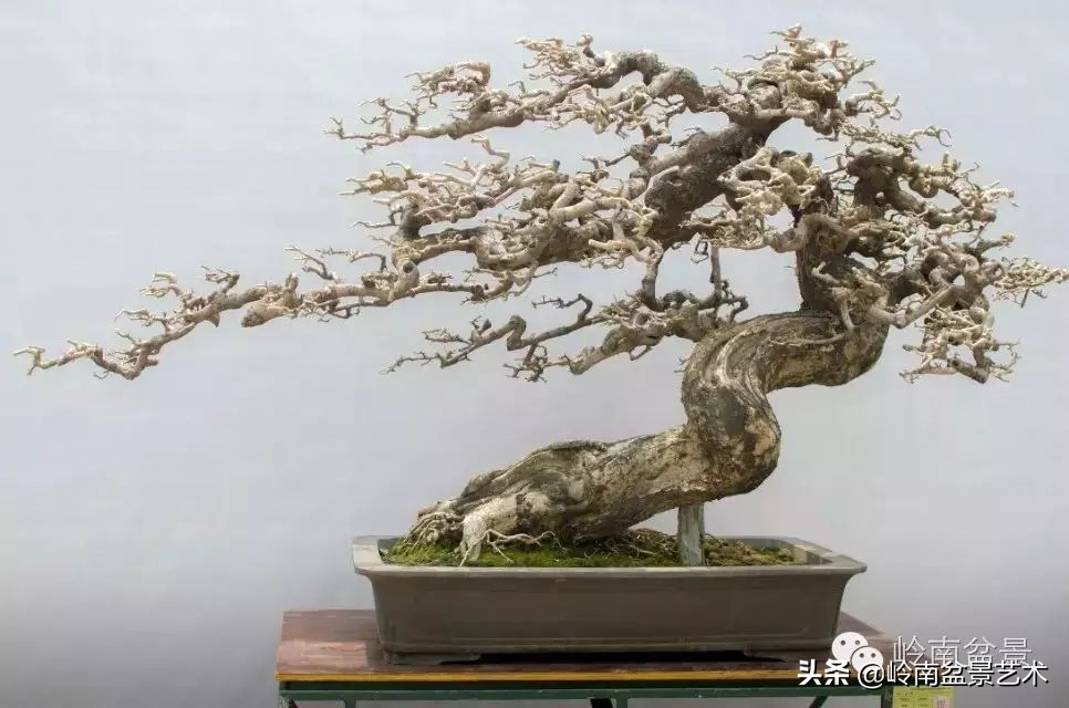 盆景结顶的形式,最好的盆景结顶方法