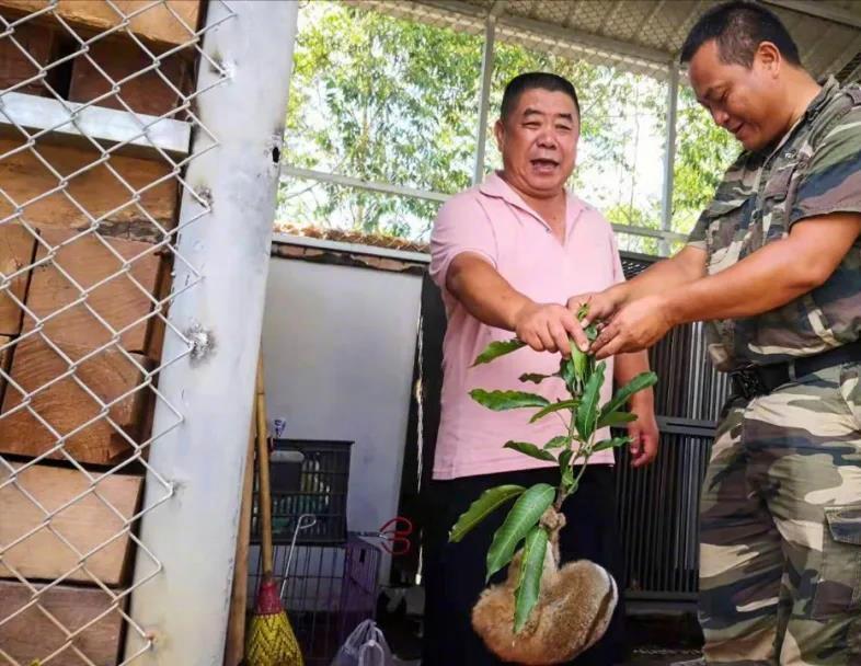 云南德宏一级保护动物蜂猴,云南德宏蜂猴视频