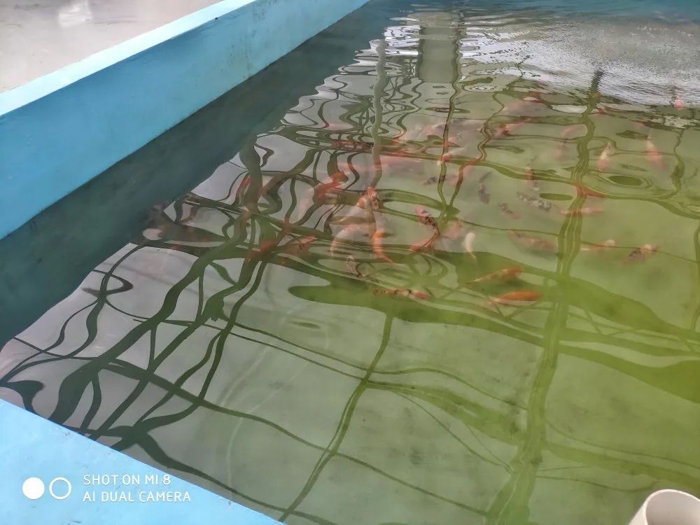 爱鲤食谱及做法,爱鲤食谱一览表