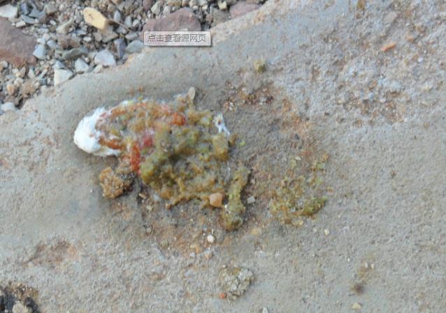 常见鸡病大全及治疗方法收藏,鸡子发病有哪些症状