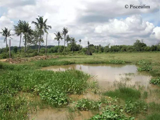 原生资讯｜和平与战争的使者-英贝利斯斗鱼