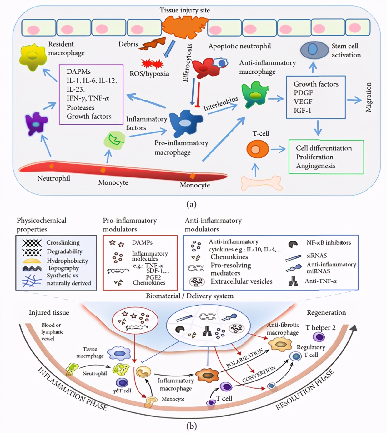 浙江大学高长有团队｜动态炎症组织微环境：生物材料的意义与疾病的治疗
