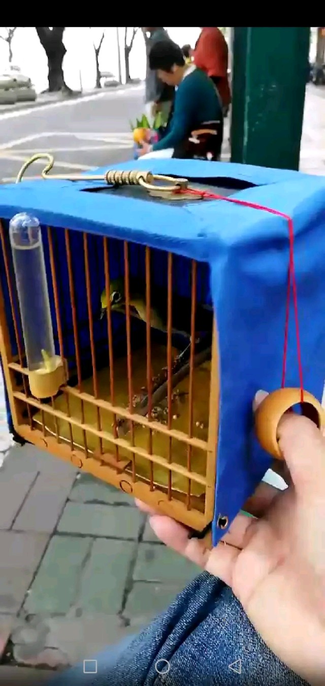 绣眼鸟性子烈好吗,绣眼鸟对气味敏感吗