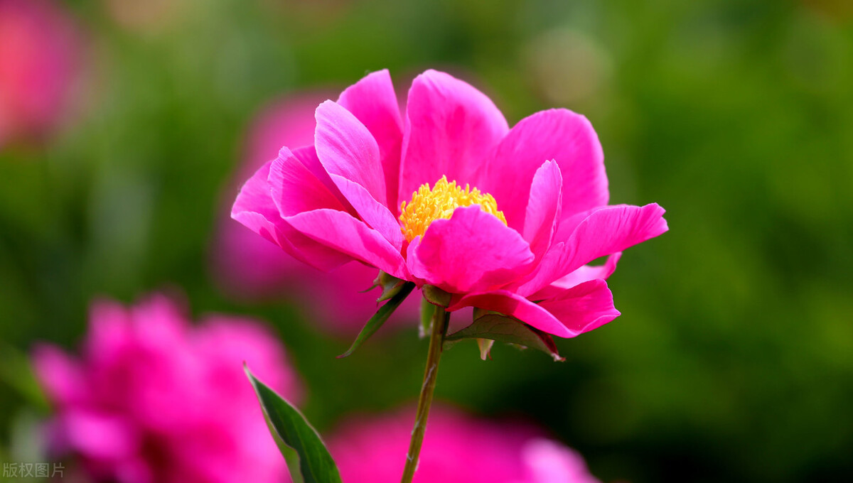 生日鲜花用哪几种花,代表友谊长存和生日快乐花语的花