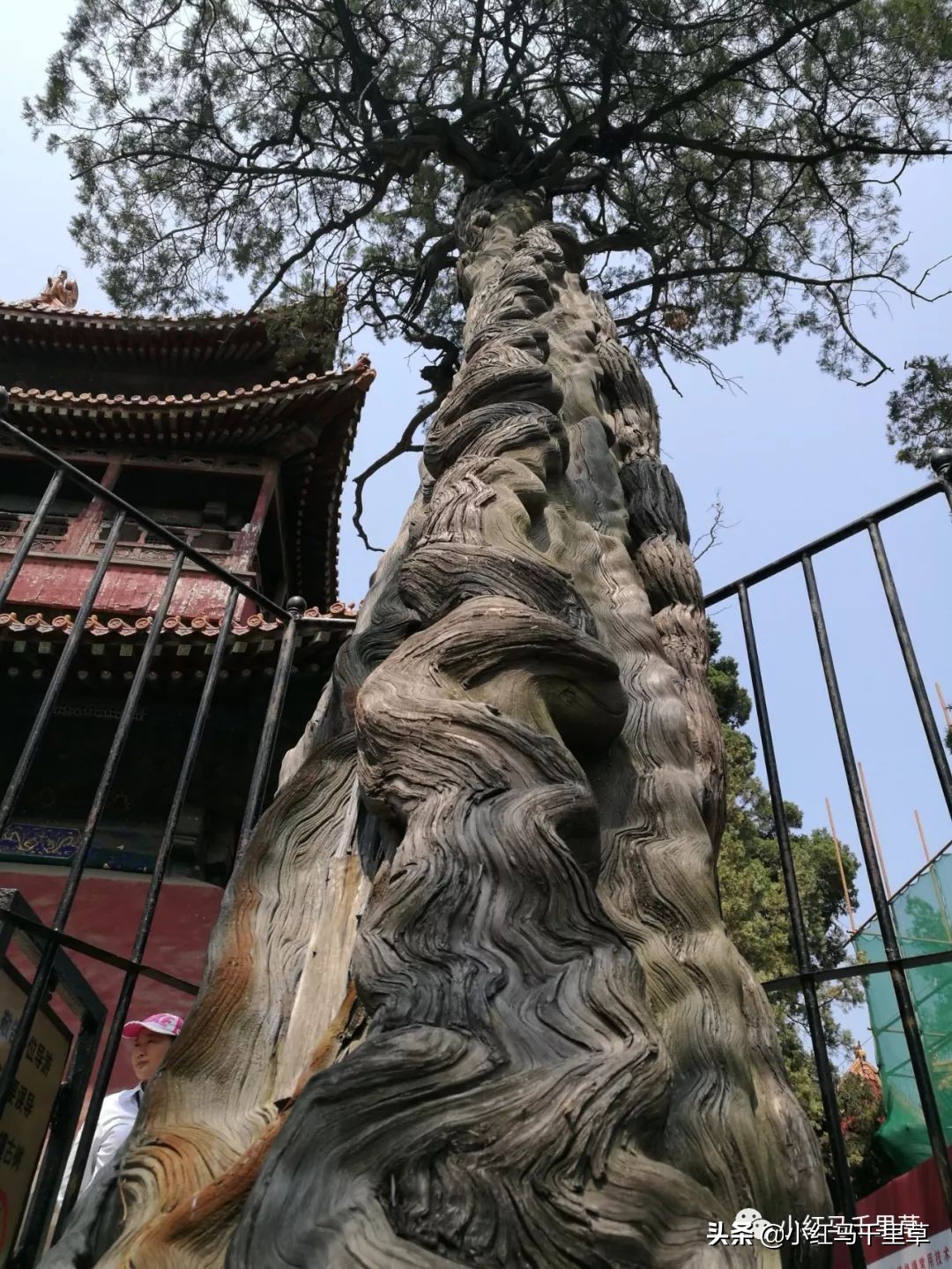 曲阜孔府孔庙孔林历史背景,曲阜孔府孔庙孔林一游