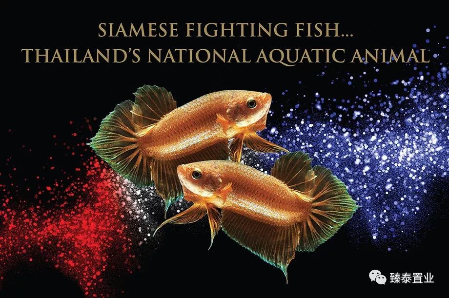 暹罗斗鱼——色与美的战舞