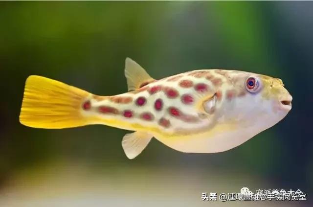 宠物鱼推荐小型的鱼,哪种宠物鱼最可爱