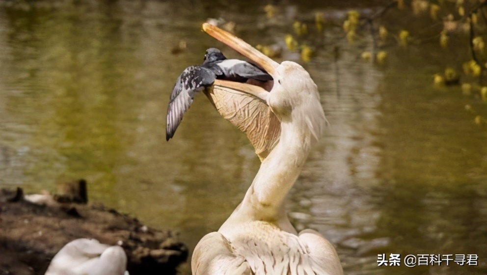 鹈鹕吞猎物到肚子里是怎么样的,鹈鹕会吞掉同类吗