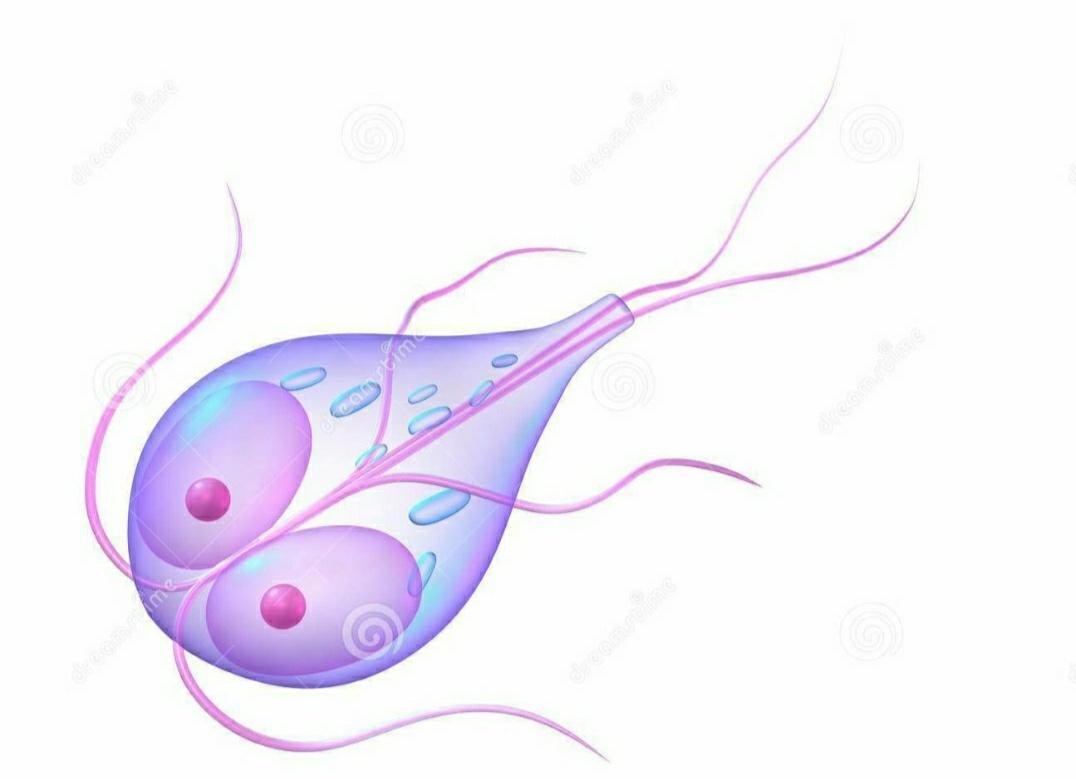 养猫狗真的那么容易感染寄生虫吗,猫狗驱虫药都驱虫哪些虫