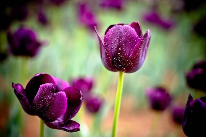 无土盆栽郁金香的方法及注意事项,盆栽郁金香注意事项