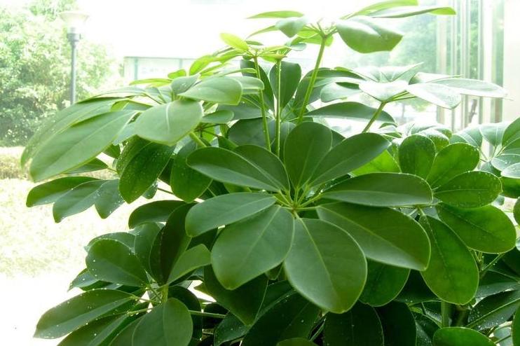 水培鸭掌木不翠绿怎么回事,鸭掌木叶子不油亮