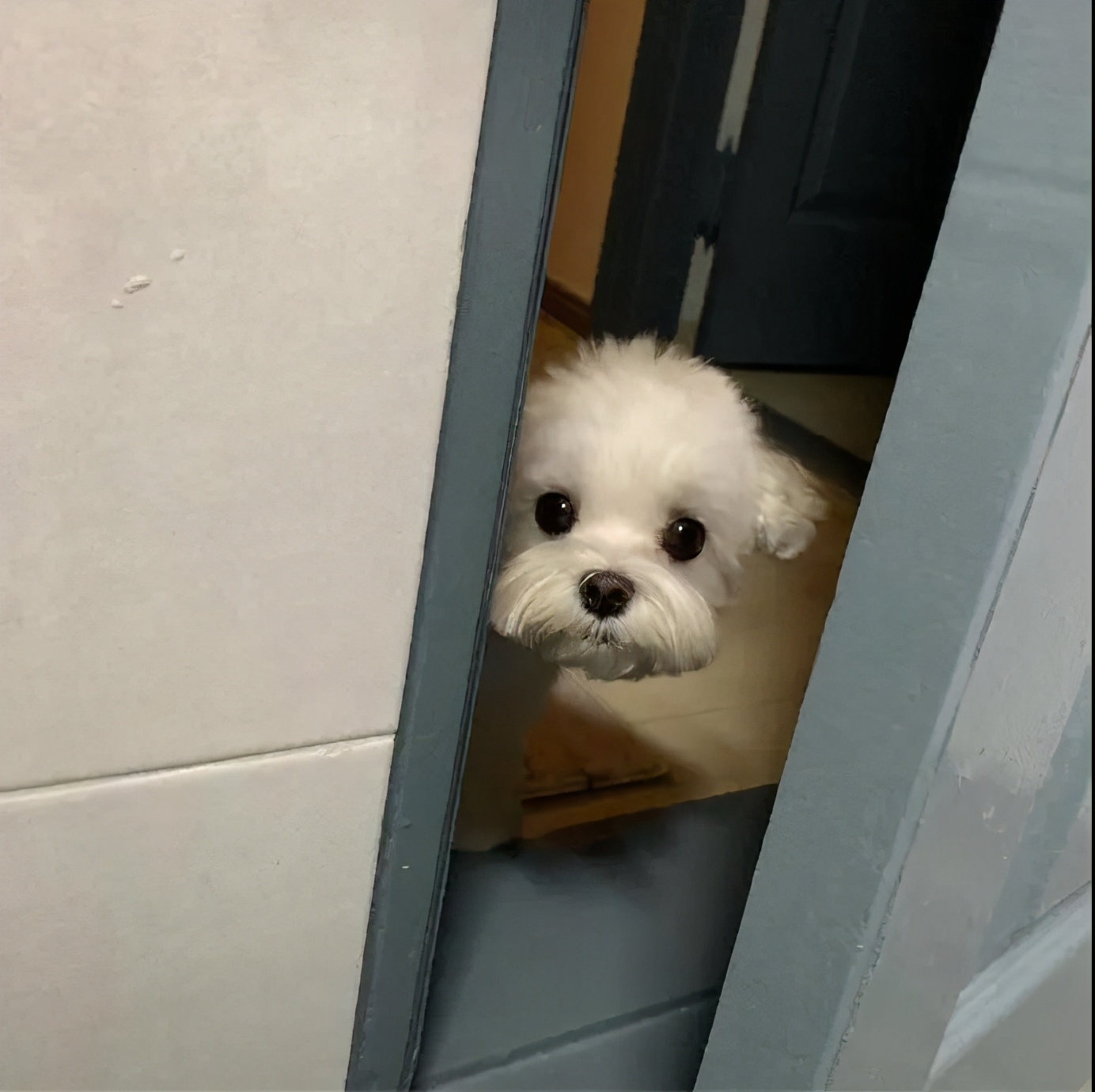 如果狗狗对你有攻击性该怎么办,狗狗表示友好的叫声和动作是什么