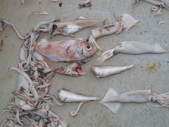 海洋中的剑鱼和旗鱼,海洋中速度最快的剑鱼