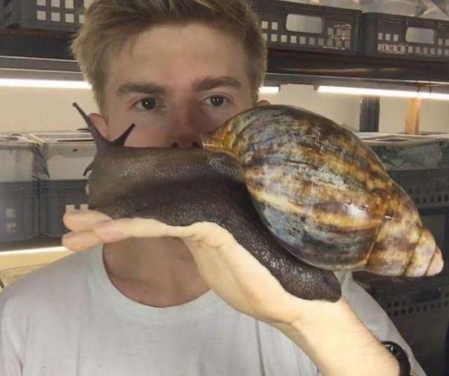 非洲的“大蜗牛”，能取食同伴消化水泥，国内吃货：束手无策