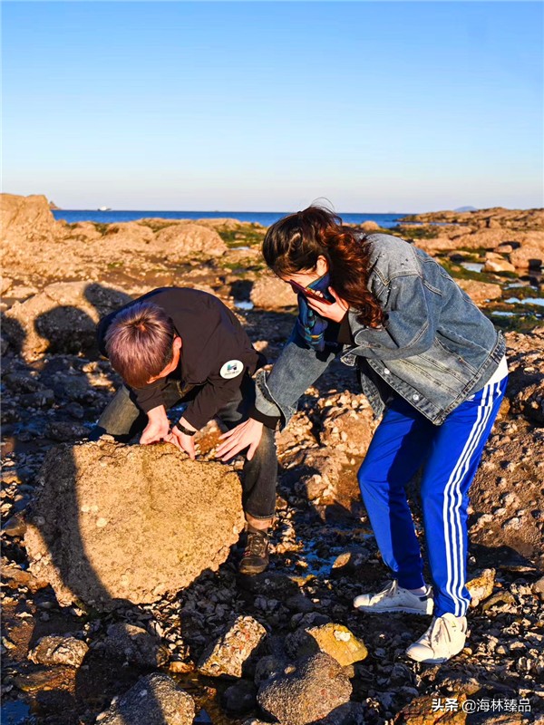 野生海参探店,野生海参采捕视频大全